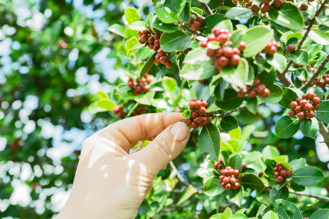 Hand harvesting coffee cherries from plant