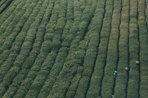 Tea fields